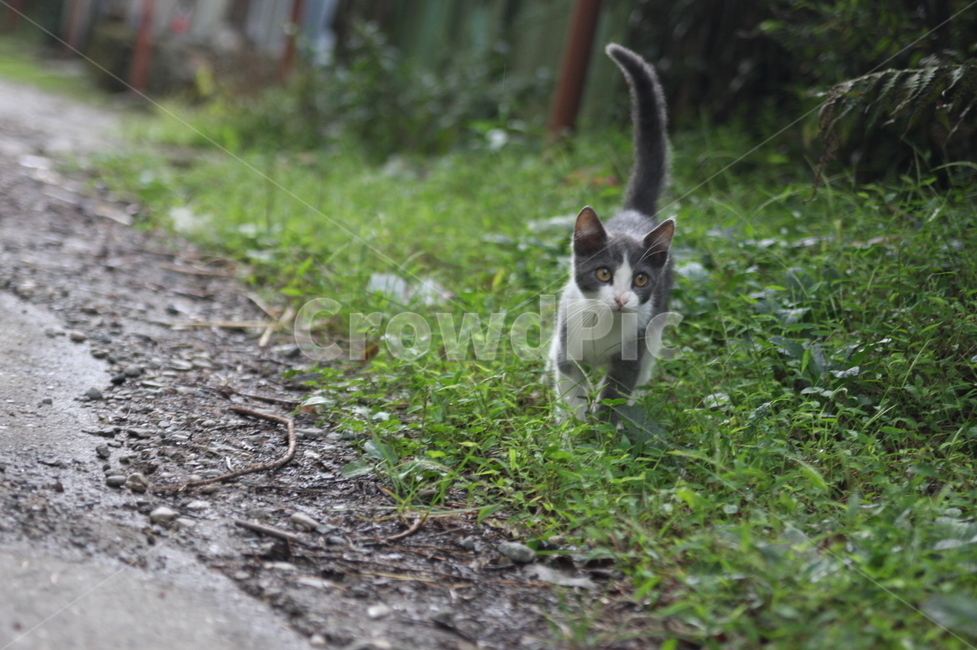 고양이,cat,길가,동물,꼬리,동물,animal,포유류,mammal,고양이,cat,kitten,kitty