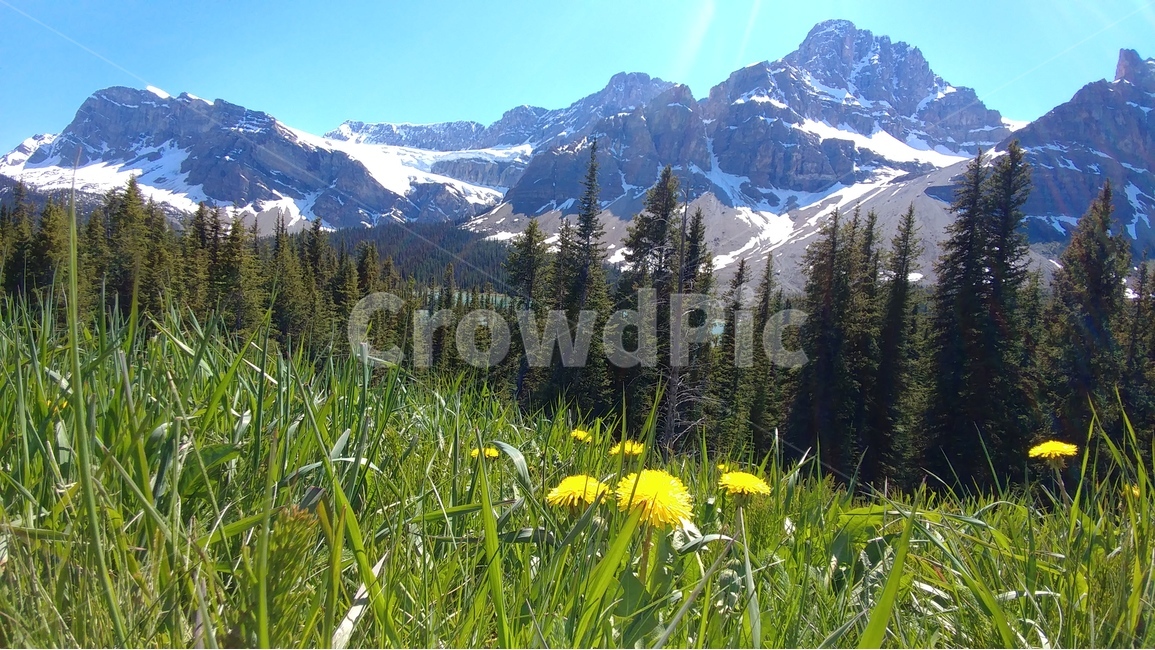 풍경,산,하늘,침엽수,민들레,만년설,벤프,캐나다,landscape,mountain,bluesky,pinetree,dandelions,glacier,자연,풍경,nature,landscape,해외,외국,세계,foreign,oversea,world,세계자연풍경,해외자연풍경,외국자연풍경,world nature landscape,outdoors,옥외,plant,식물