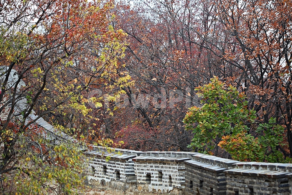 남한산성,성,성곽,단풍,낙엽,길,둘레길,숲,숲길,담,돌담,가을,자연,풍경,벽,울긋불긋,산성,식물,가을,계절,fall,autumn,season