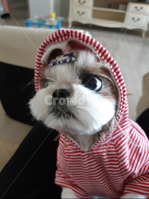 모자쓴강아지,강아지,시츄,둥이,귀여운강아지,동물,animal,포유류,mammal,개,강아지,dog,doggy