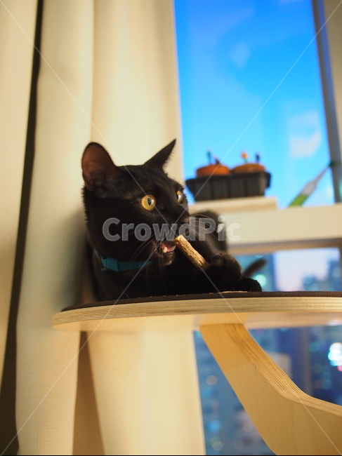 고양이,검은고양이,반려동물,애완동물,pet,cat,노란눈,동물,animal,포유류,mammal,고양이,cat,kitten,kitty