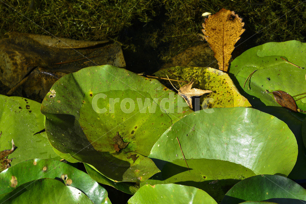 plant,식물,leaf,잎,자연