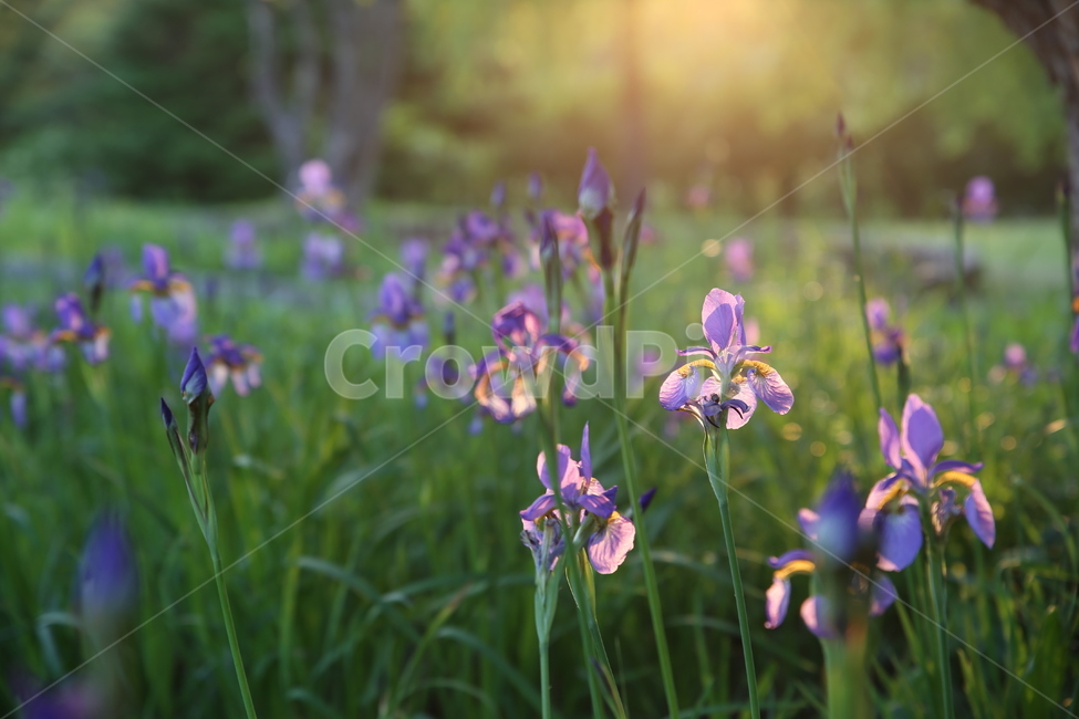 역광,꽃,flower,가든,햇빛,식물,자연,plants,nature,꽃,flower