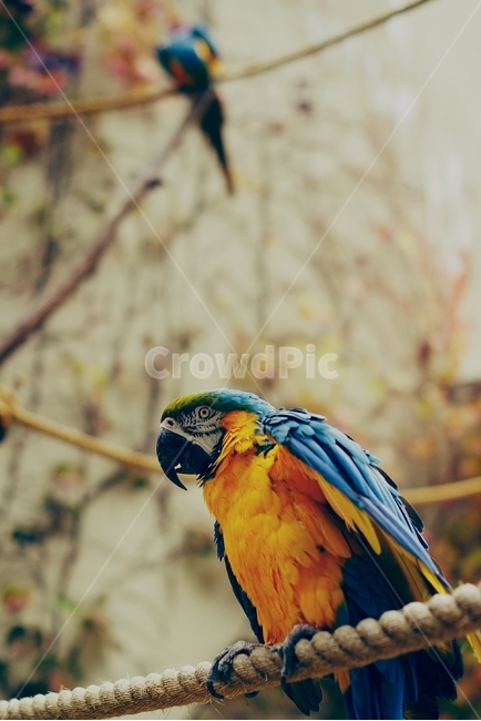 앵무새,새,동물원,bird,parrot,색,색깔,화려,파랑,노랑,color,blue,yellow,zoo,동물,animal,조류,새,birds,색깔,색상,색채,색감,color sense,color sensitivity,feeling of color