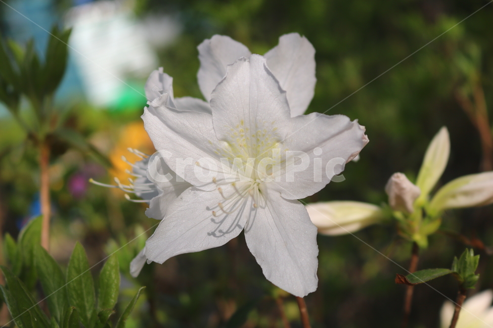 꽃,철쭉,철쭉꽃,진달래,나무,식물,흰꽃,야생화,자연,봄,식물,자연,plants,nature,꽃,flower