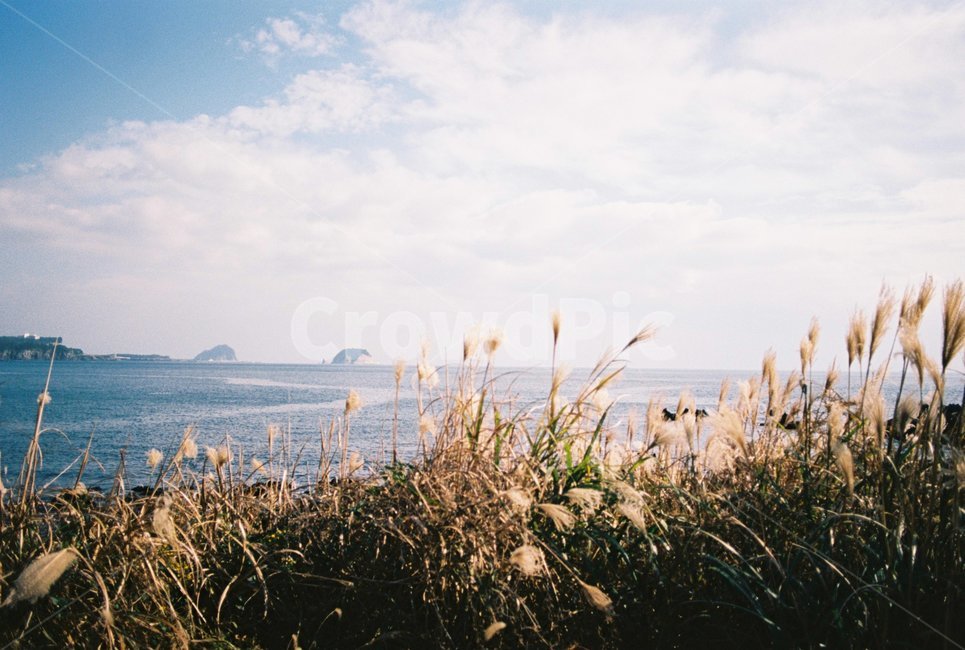 plant,식물,grass,lawn,잔디,가을,계절,fall,autumn,season
