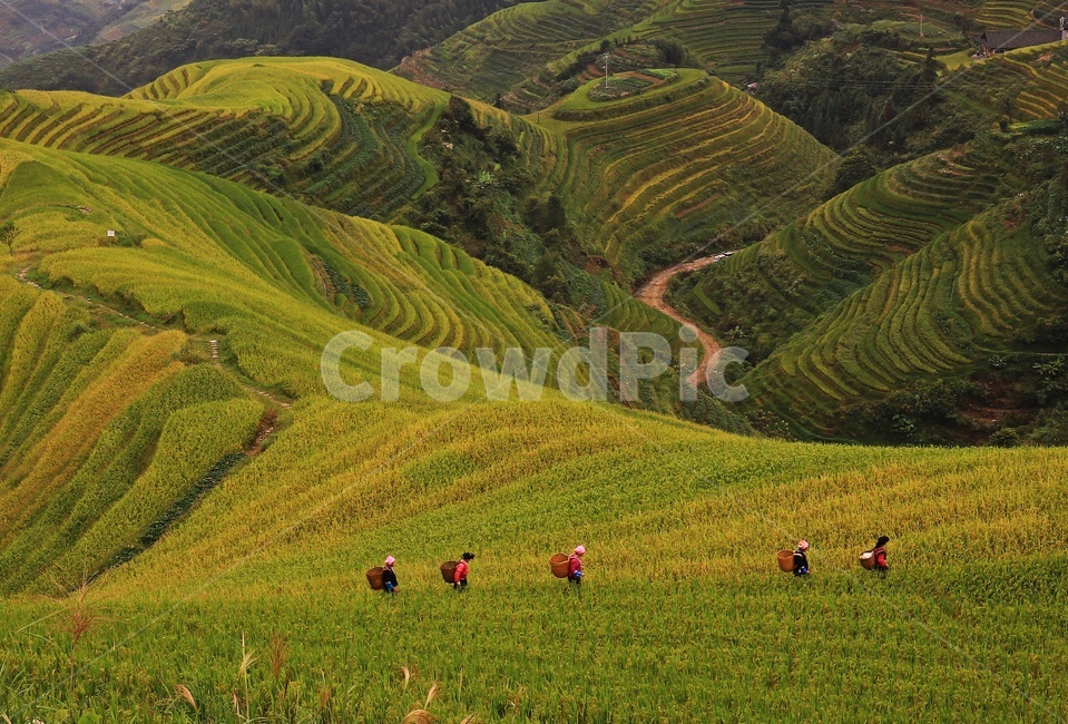 nature,자연,outdoors,옥외,scenery,풍경,landscape,경치,slope,경사,mountain,산,mountainrange,산맥,중국,계림,용척,용척제전,다랭이논,용척다랭이논,농업,농사,경작,농경지,집,가옥,사람,인간,원주민
