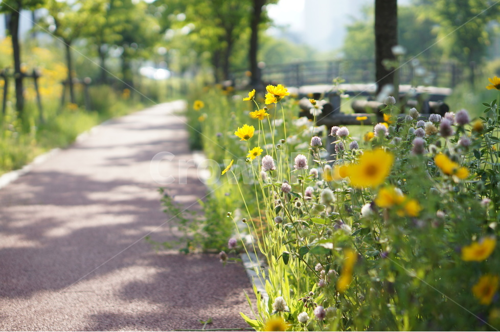 금계국,봄,노랑,풍경,꽃,봄,계절,spring,season,식물,자연,plants,nature,꽃,flower,plant