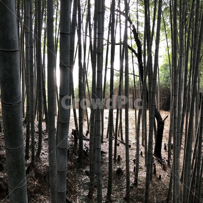 plant,식물,bamboo,대나무,나무,숲