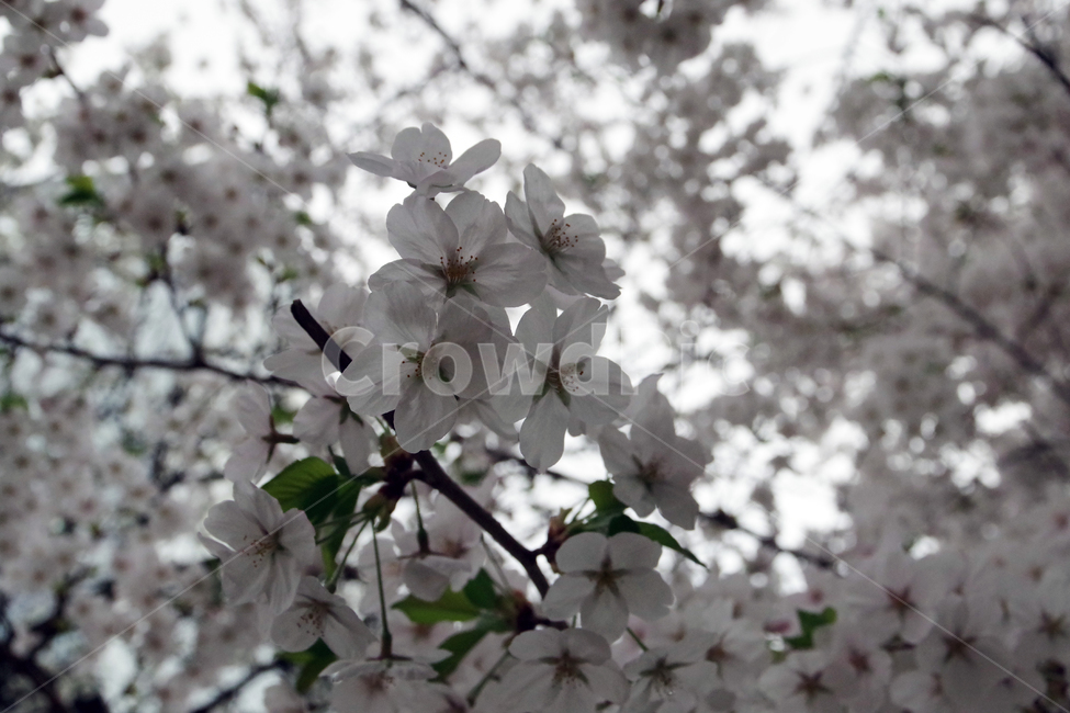 봄,계절,꽃,spring,season,flower,봄,계절,spring,season,식물,자연,plants,nature,꽃,flower,plant,blossom