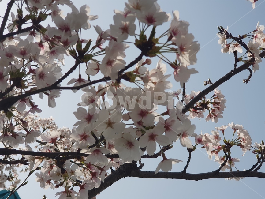 plant,cherryblossom,식물,꽃,벚꽃
