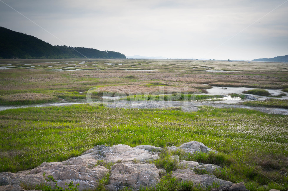 수섬,강아지풀,자연,풍경,들판,landscape,대자연,경기도,화성,한국의세렝게티,광활함,nature,tree,하늘,자연,풍경,nature,landscape,land,땅,outdoors,옥외,plateau,고원,tundra,동토대,water,물
