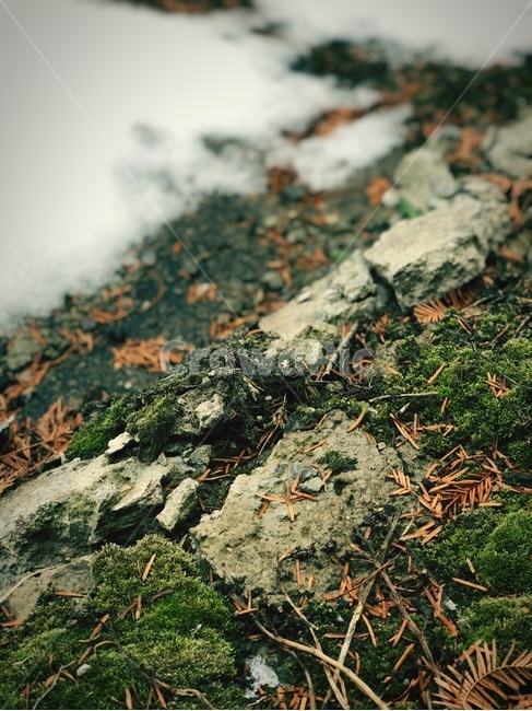 이끼,눈,얼음,낙엽,겨울,바닥,겨울,계절,winter,season