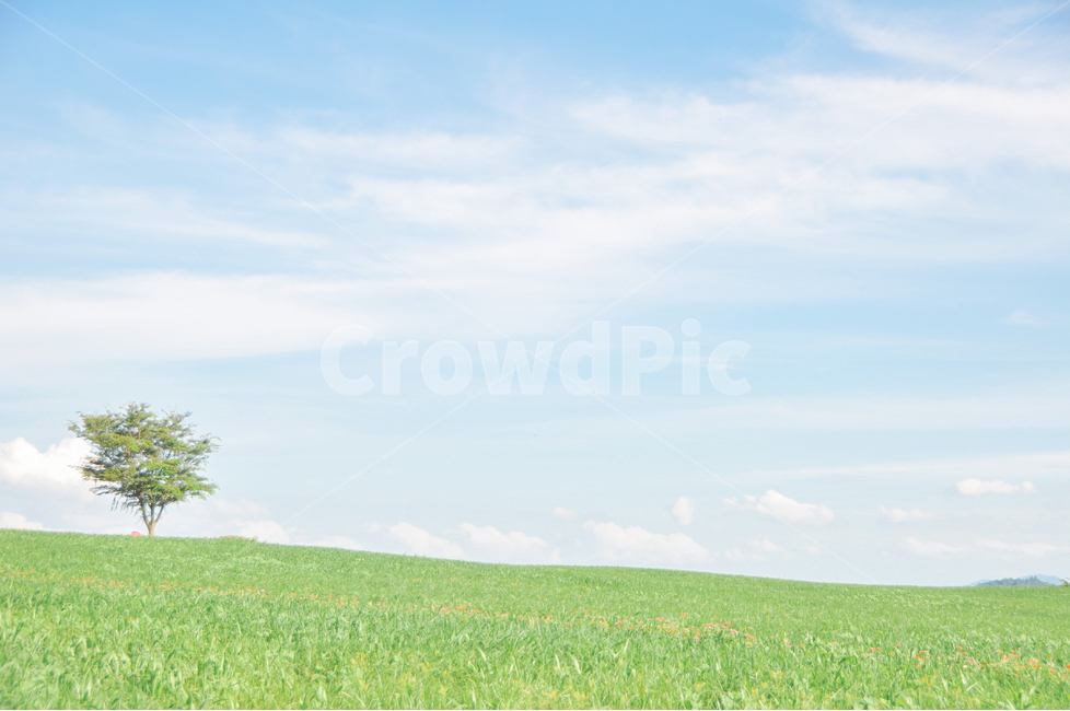 나무,초원,풀,나홀로나무,힐링,영화,휴식,하늘,자연,풍경,nature,landscape,outdoors,옥외,grassland,목초지,field,들,grass,잔디,plant,식물