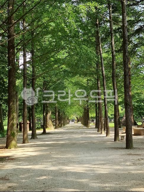 tree, 자연, park, 공원, road, 사진,이미지,일러스트,캘리그라피 - conson3작가