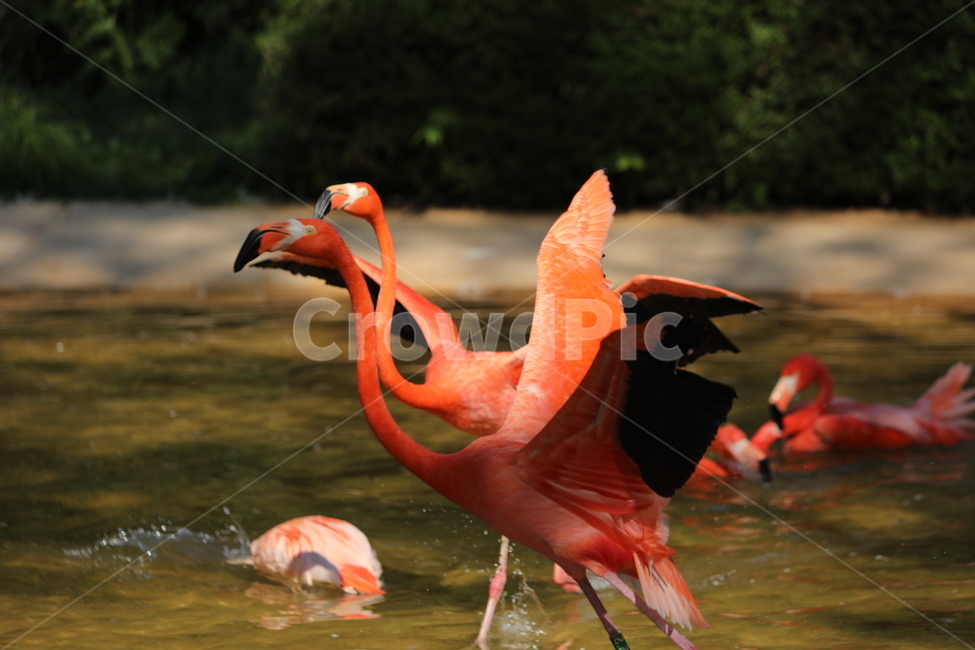 홍학,분홍,조류새,물,행복,동물,animal,조류,새,birds