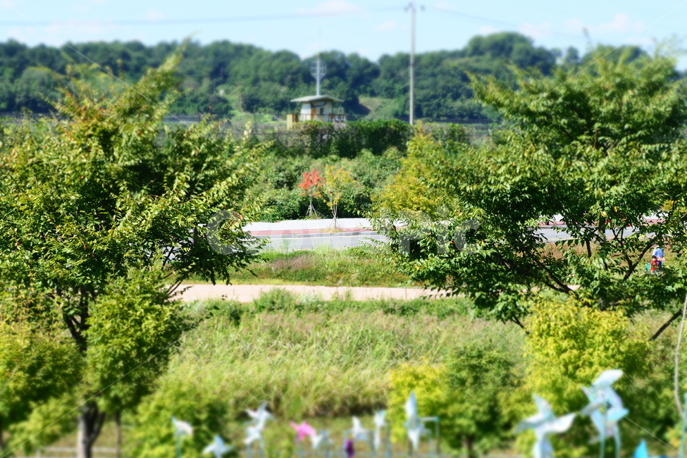 푸른,green,나무,풀밭,가을,자연,풍경,nature,landscape,outdoors,옥외