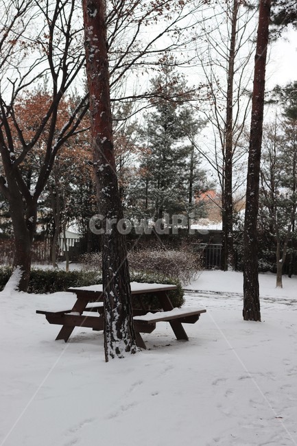 벤치,나무,눈,겨울,풀,눈밭,풍경,감성,자연,경관,옥외,bench,plant,tree,korea,snow,winter,가구