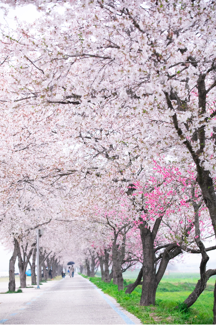 벚꽃길,벚꽃,길가벚꽃,홍매화,홍매화벚꽃,봄,계절,spring,season,식물,자연,plants,nature,꽃,flower,plant,blossom