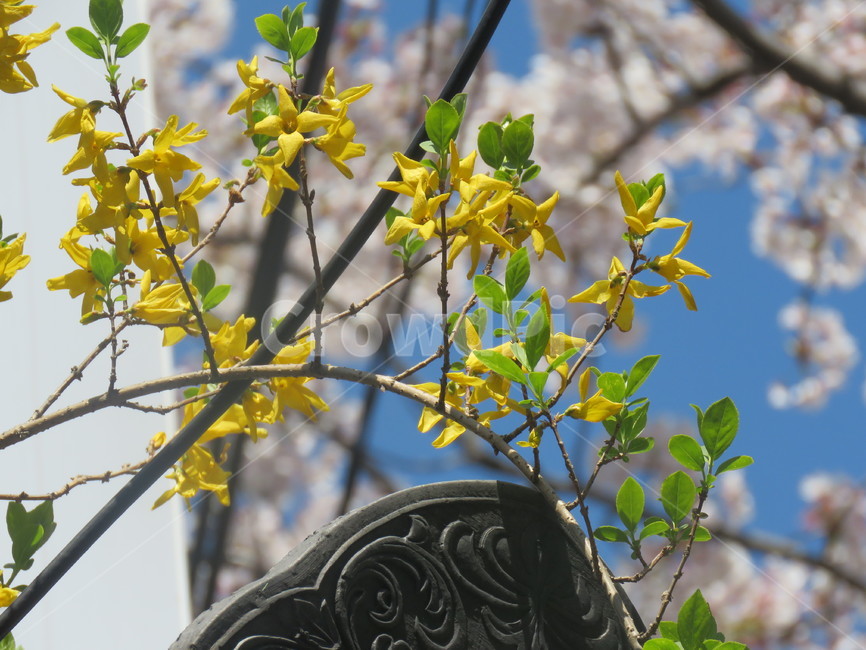 꽃,flower,개나리,벚꽃,봄,자연,기와,분위기