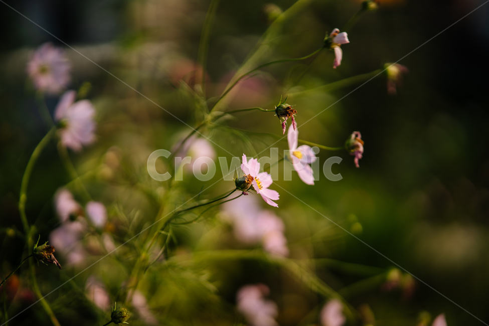 꽃,식물,flowers,botanical,plant,식물,자연,plants,nature,꽃,flower