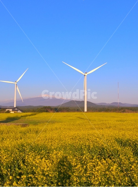 봄,유채꽃,파란,하늘,자연,풍경,감성,봄,계절,spring,season,자연,풍경,nature,landscape,산업,industry,industrial,에너지산업,energy industry