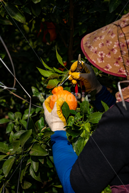한라봉,감귤류과일,음식,과일,식물,주황색,열매,귤,감귤,자연,비타민,상큼,제주감귤,천혜향,하우스감귤,레드향,오렌지,citrusfruit,fruit,food,plant,orange,hallabong,식재료