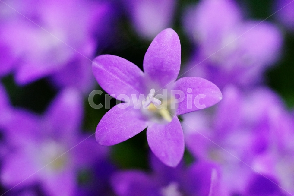 벨플라워,종꽃,봄꽃,화초,식물,자연,풍경,nature,landscape,식물,plants,꽃,flower,plant,geranium,제라늄,blossom