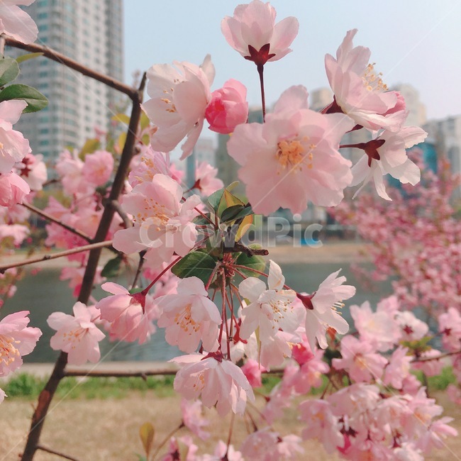 벚꽃,flower,봄,꽃,spring,park,공원,식물,자연,plants,nature,꽃,flower