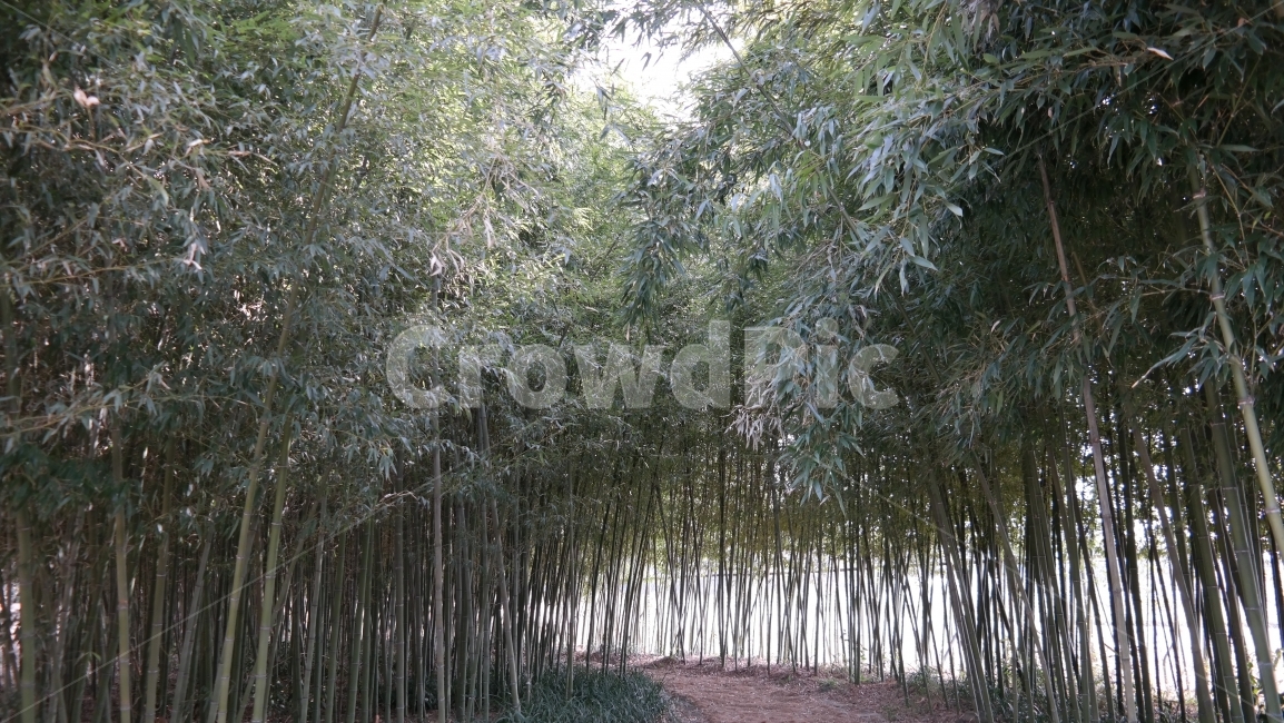 대나무,숲,대나무길,담양,자연,자연,풍경,nature,landscape,plant,식물