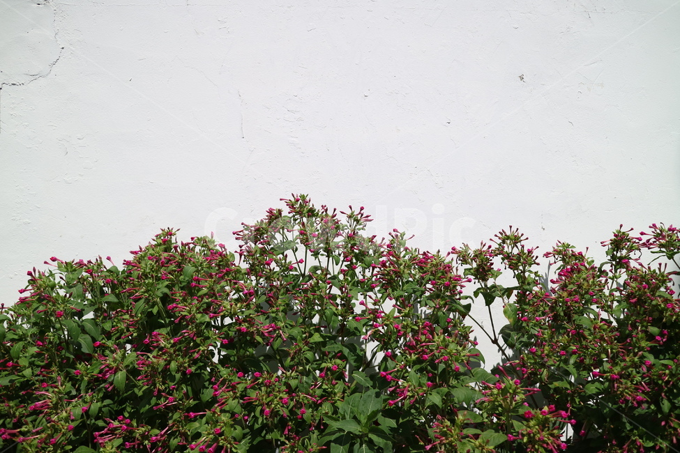blossom,꽃,flower,plant,식물,벽,하얀,시멘트,야외
