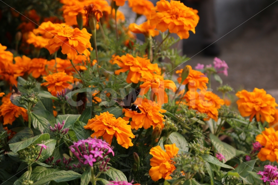 꽃,공원,자연,휴식,힐링,하늘공원,하늘,곤충,접사,식물,자연,plants,nature,꽃,flower
