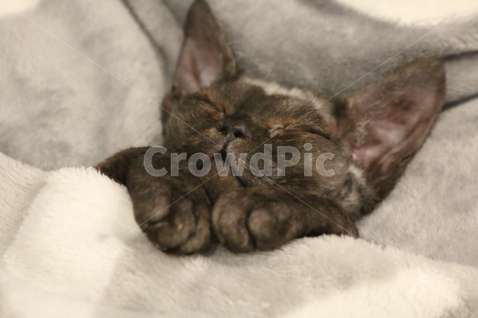 아기고양이,고양이,애완동물,동물,반려동물,동물,animal,포유류,mammal,고양이,cat,kitten,kitty