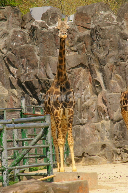 동물,animal,giraffe,기린,야외,동물원,동물,animal,포유류,mammal