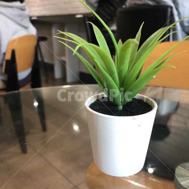 화분,배경,분위기,책상,풀,실내용화초,화분,화초,house plant