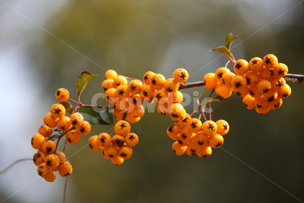 가을,열매,종자,식물,seed,파라칸타,파라칸사스,pyracantha,식물,자연,plants,nature,과일,열매,fruit