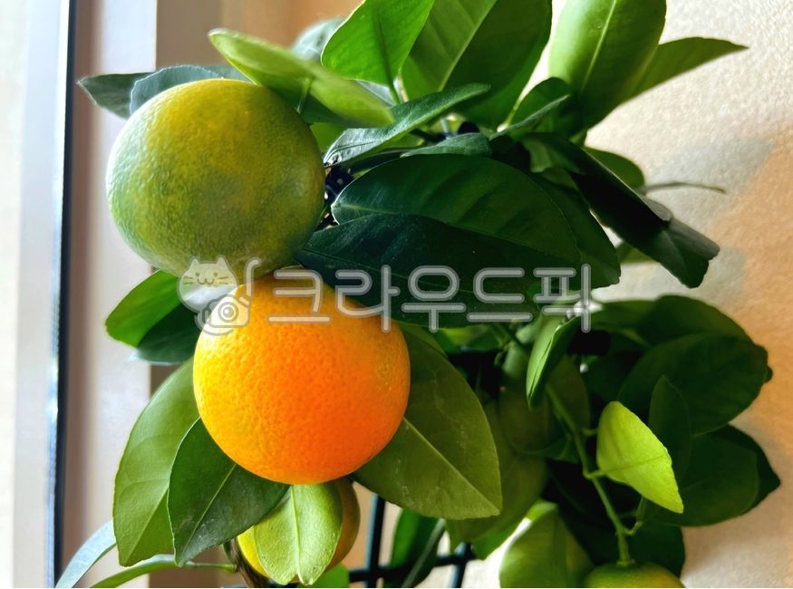 citrusfruit, 감귤류과일, food, 음식, fruit, 사진,이미지,일러스트,캘리그라피 - kgt2420작가