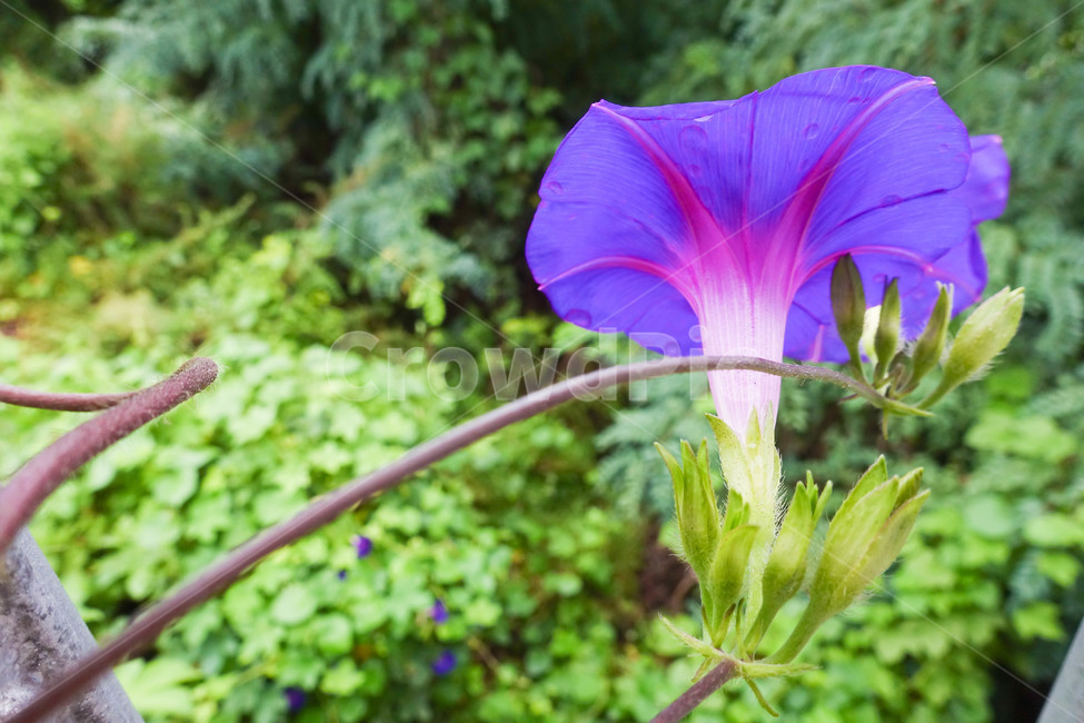 꽃,낙엽,가을,난간,plant,식물,나팔꽃,morningglory,식물,자연,plants,nature,꽃,flower
