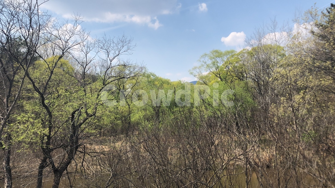 자연,plant,식물,nature,초록,나무,하늘,풍경,자연,풍경,nature,landscape,bush,부시,vegetation,초목,outdoors,옥외