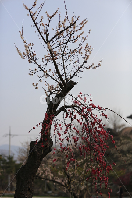 꽃,매화,식물,자연,홍매화,봄,봄,계절,spring,season,식물,자연,plants,nature,꽃,flower,plant