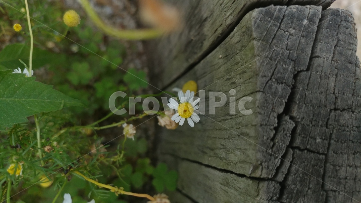 강원도,꽃,한송이,나무,혼자,식물,자연,plants,nature,꽃,flower