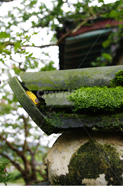 식물,plant,기와,나무,이끼,한국전통,한국문화,korean traditional,korean culture,건축물,건물외관,exterior,building,structure,architecture,construction
