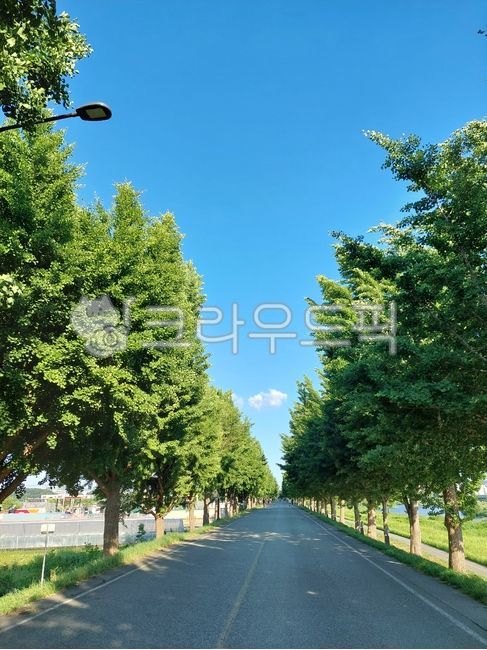 Ginkgo tree,Ginkgo tree road,Summer,Street trees,Refreshing,Sky,Tree-lined street,Tree