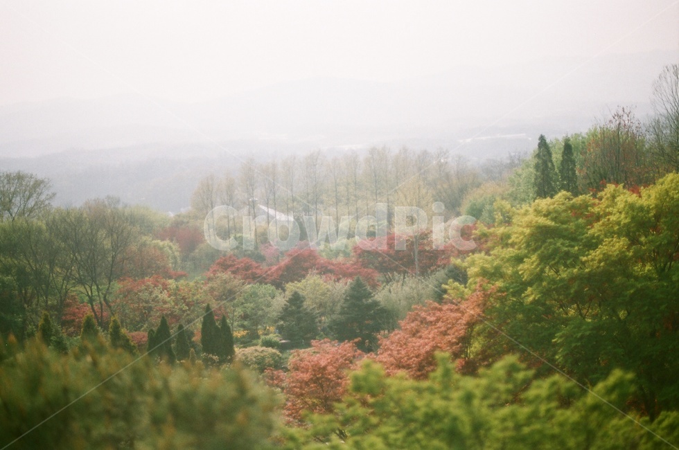 경기도,용인,한택식물원,식물원,필름사진,풍경,자연,nature,필름,film,자연,풍경,nature,landscape,outdoors,옥외,weather,날씨