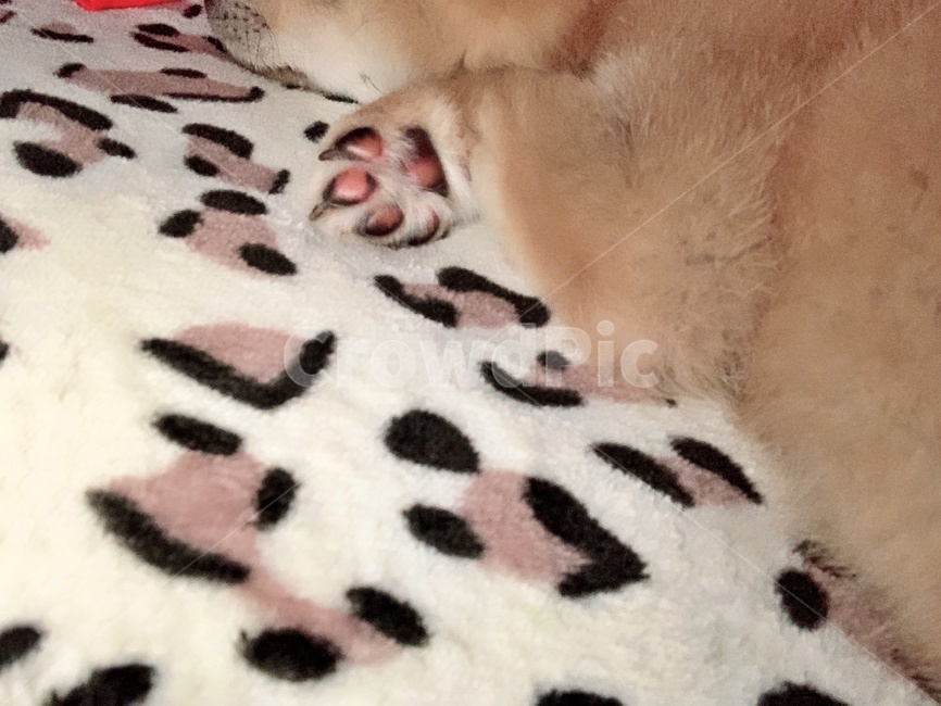 시바,시바견,반려견,강아지,귀여움,애완동물,동물,animal,포유류,mammal,개,강아지,dog,doggy