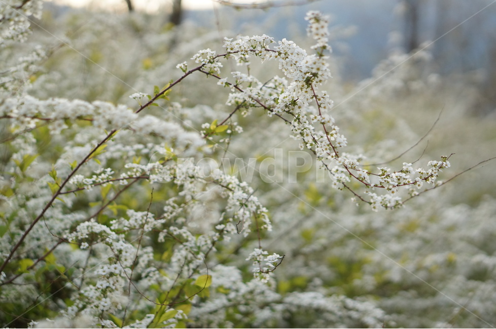 조팝나무,저녁때,흰색,나무,봄,싸리꽃,길가,봄,계절,spring,season,식물,자연,plants,nature,꽃,flower,plant
