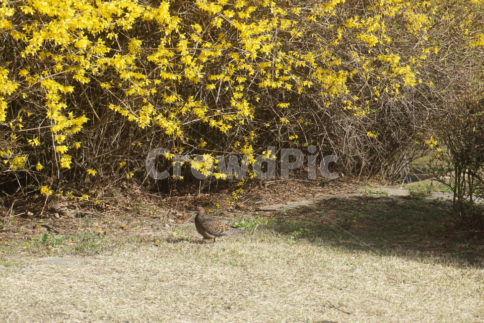 꽃,봄,개나리,노란색,식물,비둘기,봄,계절,spring,season