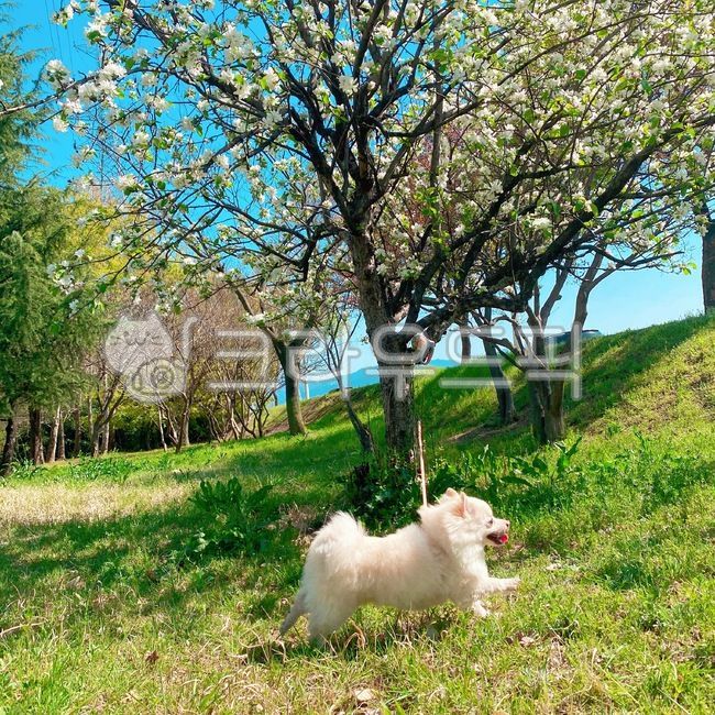 강아지,산책,폼피츠,봄,나무,행복,동물,animal,포유류,mammal,개,강아지,dog,doggy