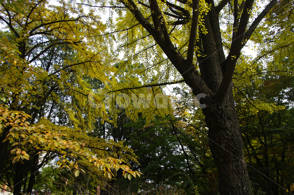 가을,단풍,나무,식물,plant,자연,nature,가을,계절,fall,autumn,season,자연,풍경,nature,landscape,tree,tree trunk,나무 줄기