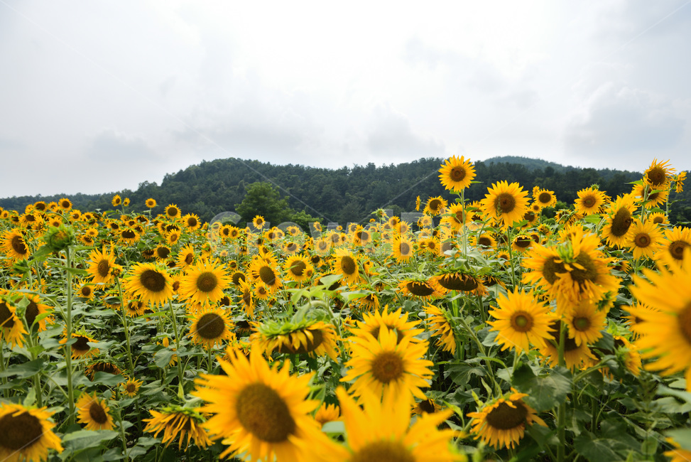 해바라기,식물,plant,하늘,햇빛,나들이,데이트,꽃,오후,구름,맑음,노랑색